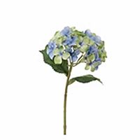 Hortensia grøn/blå 28 cm